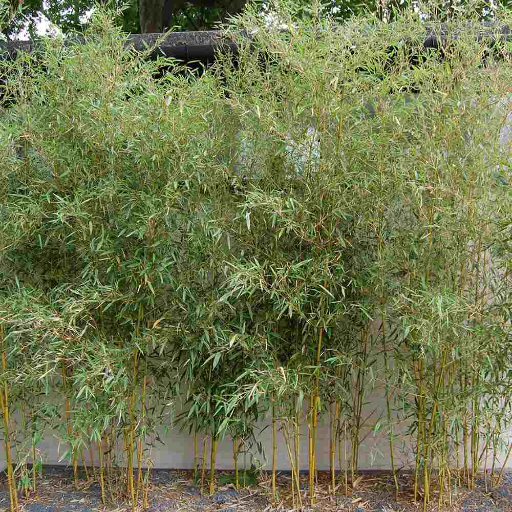 Bambus de Gradina Auriu (Phyllostachys Spectabilis), bambus decorativ galben cu tulpini verzi, rezistent la frig, ideal pentru gard viu si terase