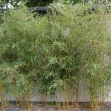 Bambus de Gradina Auriu (Phyllostachys Spectabilis), bambus decorativ galben cu tulpini verzi, rezistent la frig, ideal pentru gard viu si terase