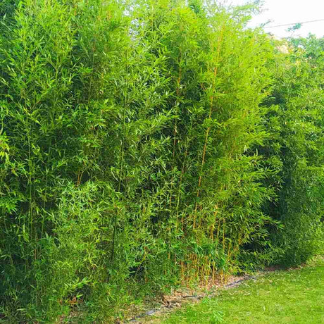 Bambus de Gradina Auriu (Phyllostachys Spectabilis), bambus decorativ galben cu tulpini verzi, rezistent la frig, ideal pentru gard viu si terase