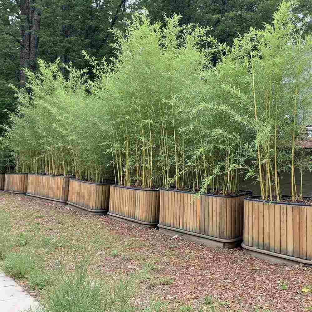 Bambus de Gradina Auriu (Phyllostachys Spectabilis), bambus decorativ galben cu tulpini verzi, rezistent la frig, ideal pentru gard viu si terase