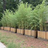 Bambus de Gradina Auriu (Phyllostachys Spectabilis), bambus decorativ galben cu tulpini verzi, rezistent la frig, ideal pentru gard viu si terase
