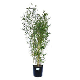 Bambus de Gradina Auriu (Phyllostachys Spectabilis), bambus decorativ galben cu tulpini verzi, rezistent la frig, ideal pentru gard viu si terase