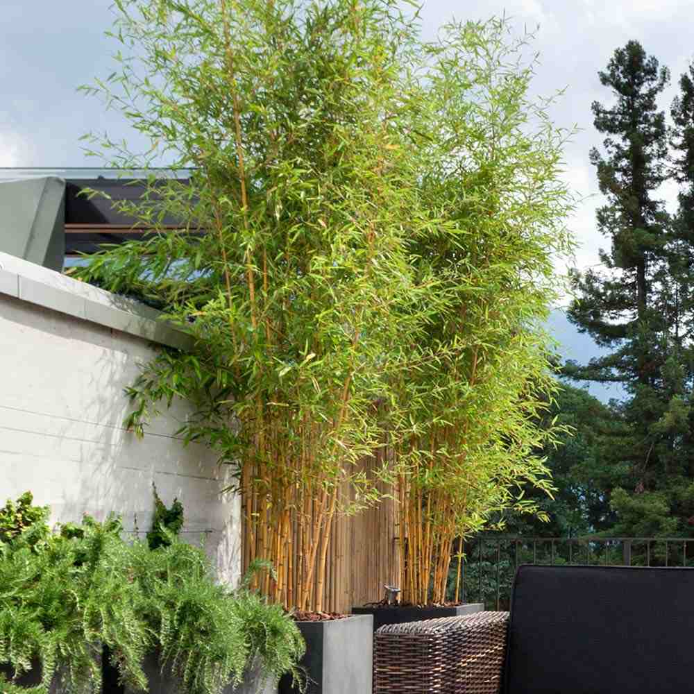 Bambus de Gradina Auriu (Phyllostachys Spectabilis), bambus decorativ galben cu tulpini verzi, rezistent la frig, ideal pentru gard viu si terase