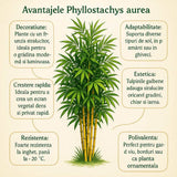 Bambus de Gradina Gigant (Phyllostachys) Henon, bambus decorativ rezistent la ger, crestere rapida