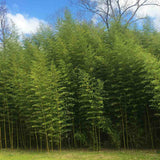 Bambus de Gradina Gigant (Phyllostachys) Atrovaginata, bambus decorativ verde, crestere rapida, vesnic verde