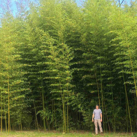 Bambus de Gradina Gigant (Phyllostachys) Atrovaginata, bambus decorativ verde, crestere rapida, vesnic verde
