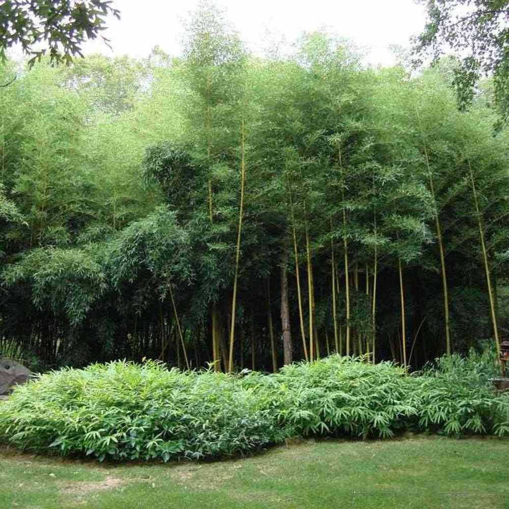 Bambus de Gradina Gigant (Phyllostachys) Atrovaginata, bambus decorativ verde, crestere rapida, vesnic verde