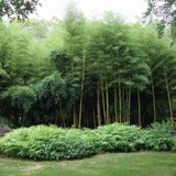 Bambus de Gradina Gigant (Phyllostachys) Atrovaginata, bambus decorativ verde, crestere rapida, vesnic verde