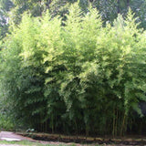 Bambus de Gradina Gigant (Phyllostachys) Atrovaginata, bambus decorativ verde, crestere rapida, vesnic verde