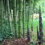 Bambus de Gradina Gigant (Phyllostachys) Atrovaginata, bambus decorativ verde, crestere rapida, vesnic verde