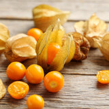Physalis peruviana (Alquejenje), planta fructifera exotica cu fructe portocalii dulci acrisoare, pentru gradina si ghiveci