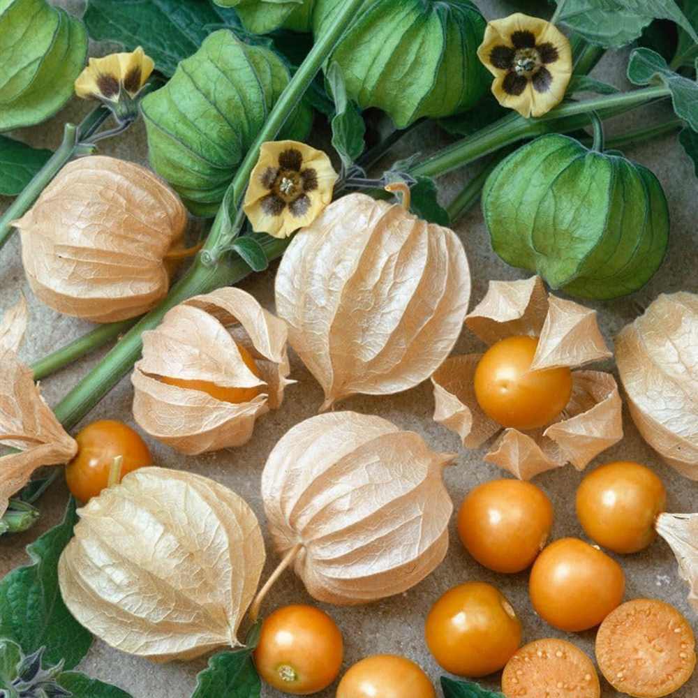 Physalis peruviana (Alquejenje), planta fructifera exotica cu fructe portocalii dulci acrisoare, pentru gradina si ghiveci