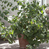 Physalis peruviana (Alquejenje), planta fructifera exotica cu fructe portocalii dulci acrisoare, pentru gradina si ghiveci