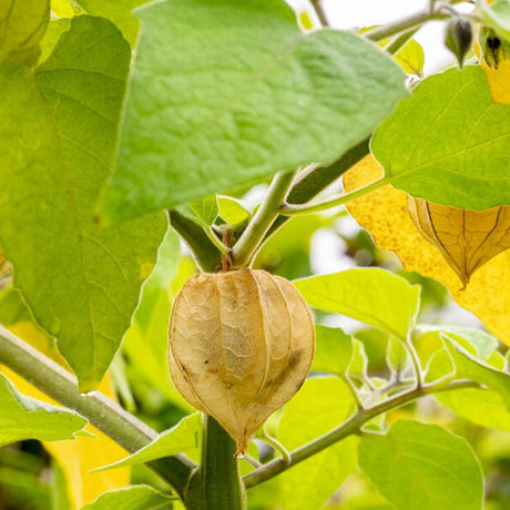 Physalis peruviana (Alquejenje), planta fructifera exotica cu fructe portocalii dulci acrisoare, pentru gradina si ghiveci