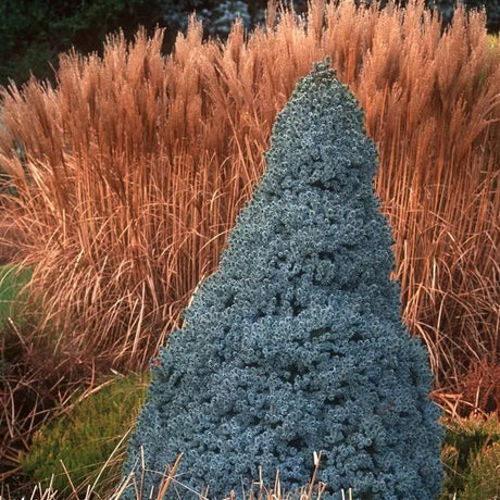 Molid Pitic Canadian Sanders Blue, conifer cu ace dense albastru-argintiu, forma conica, compact