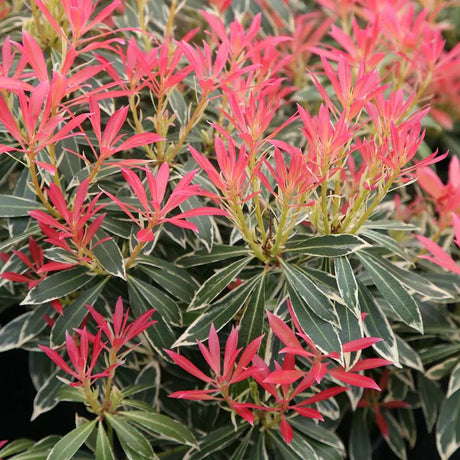 Pieris japonica Flaming Silver, arbust vesnic verde variegat alb-verde, frunzis rosu nou, flori albe, pentru semiumbra si sol acid