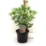 Pieris japonica Flaming Silver, arbust vesnic verde variegat alb-verde, frunzis rosu nou, flori albe, pentru semiumbra si sol acid
