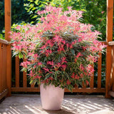 Pieris japonica Flaming Silver, arbust vesnic verde variegat alb-verde, frunzis rosu nou, flori albe, pentru semiumbra si sol acid