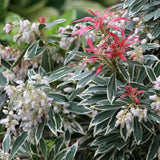 Pieris japonica Flaming Silver, arbust vesnic verde variegat alb-verde, frunzis rosu nou, flori albe, pentru semiumbra si sol acid