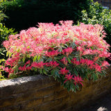Pieris japonica Flaming Silver, arbust vesnic verde variegat alb-verde, frunzis rosu nou, flori albe, pentru semiumbra si sol acid