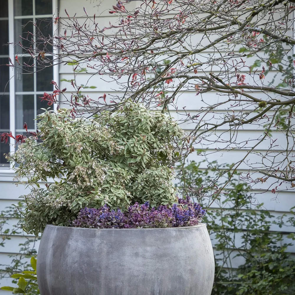 Pieris Japonica Little Heath, cu frunzis verde si marginii albe, vesnic verde, rezistent la inghet