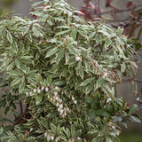 Pieris Japonica Little Heath, cu frunzis verde si marginii albe, vesnic verde, rezistent la inghet