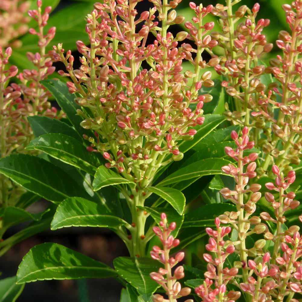 Pieris japonica Debutante, arbust vesnic verde, cu flori albe parfumate, frunzis decorativ
