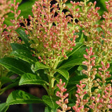 Pieris japonica Debutante, arbust vesnic verde, cu flori albe parfumate, frunzis decorativ