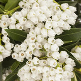Pieris japonica Debutante, arbust vesnic verde, cu flori albe parfumate, frunzis decorativ