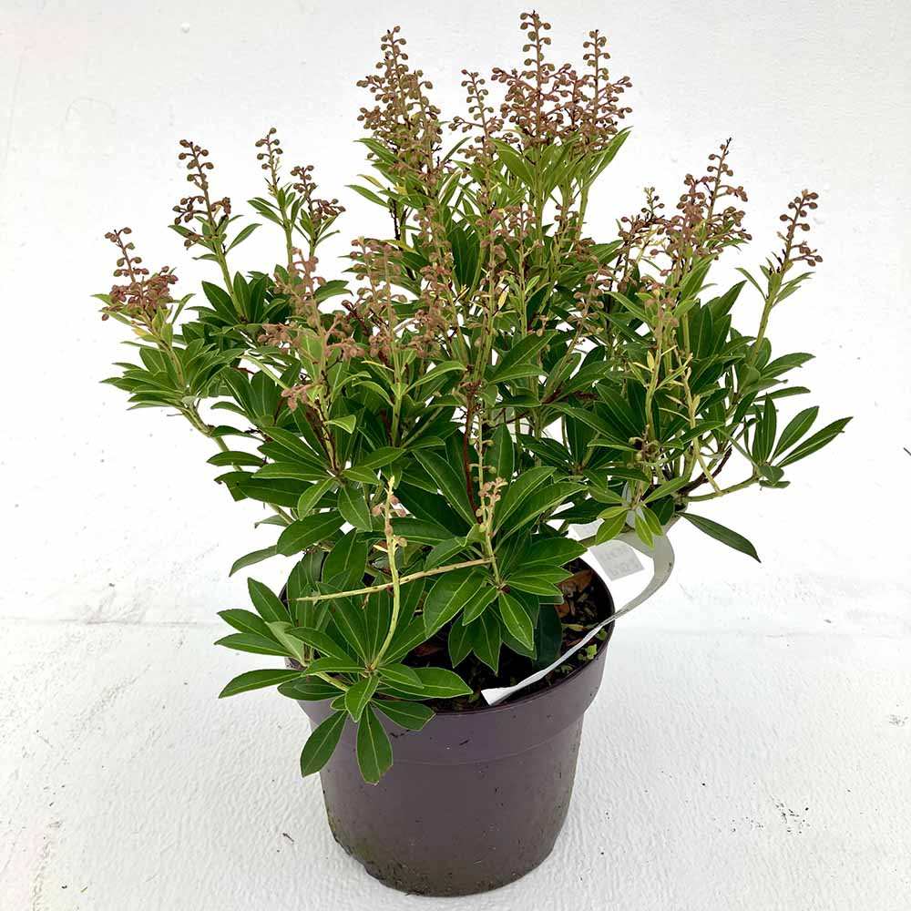 Pieris japonica Debutante, arbust vesnic verde, cu flori albe parfumate, frunzis decorativ