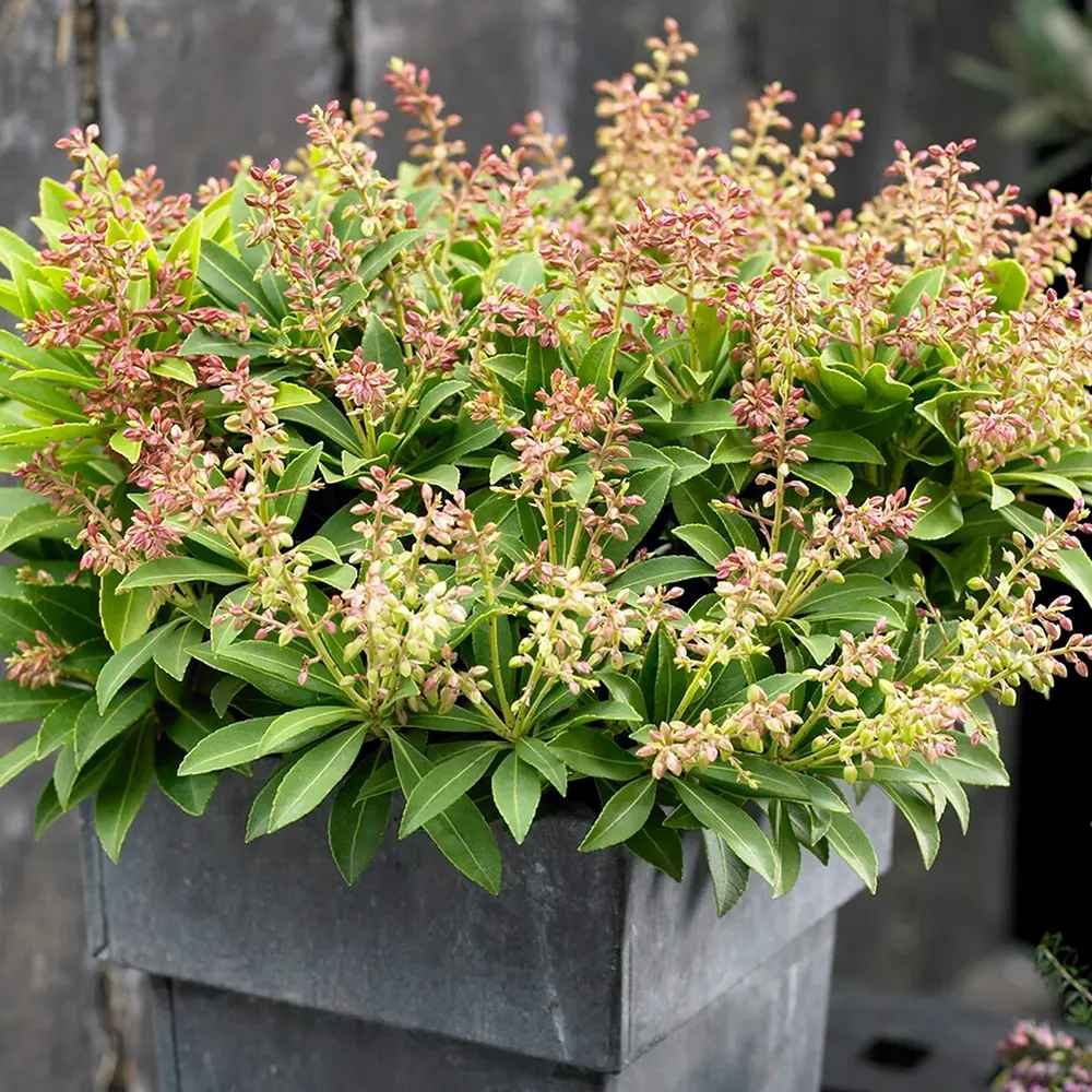 Pieris japonica Debutante, arbust vesnic verde, cu flori albe parfumate, frunzis decorativ