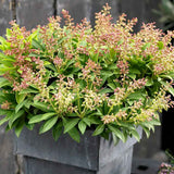Pieris japonica Debutante, arbust vesnic verde, cu flori albe parfumate, frunzis decorativ