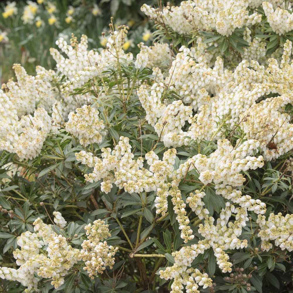 Pieris japonica Debutante, arbust vesnic verde, cu flori albe parfumate, frunzis decorativ