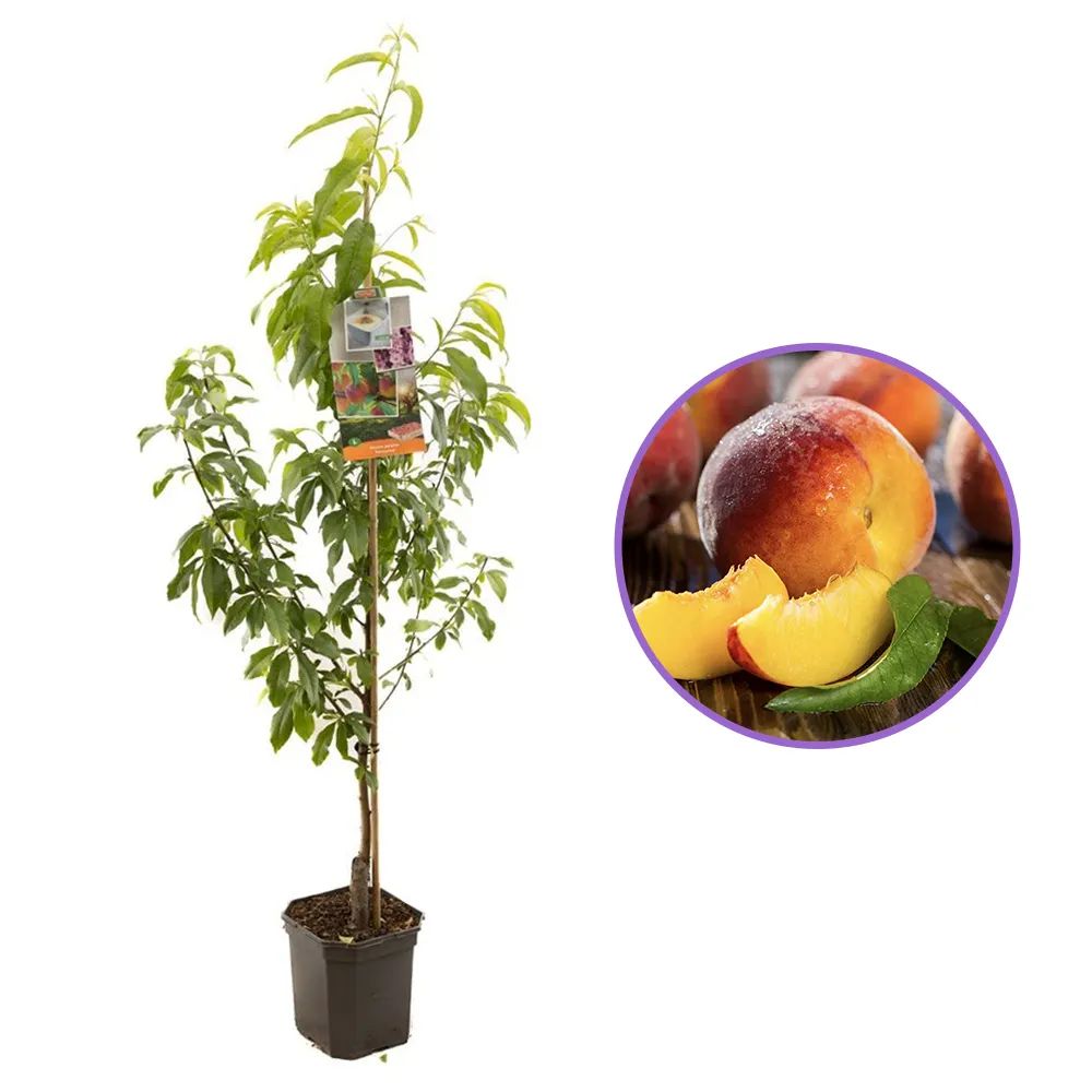 Piersic Peregrine (Prunus Persica), cu fructe dulci intens, an 2 pe rod