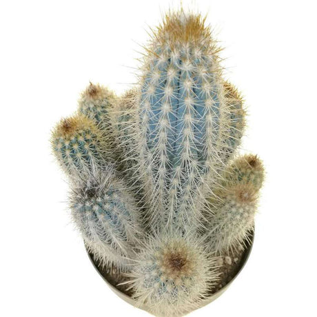 Cactus Pilosocereus Gounellei, cactus albastru columnar, planta suculenta exotica interior, cactus decorativ rezistent - 40 cm