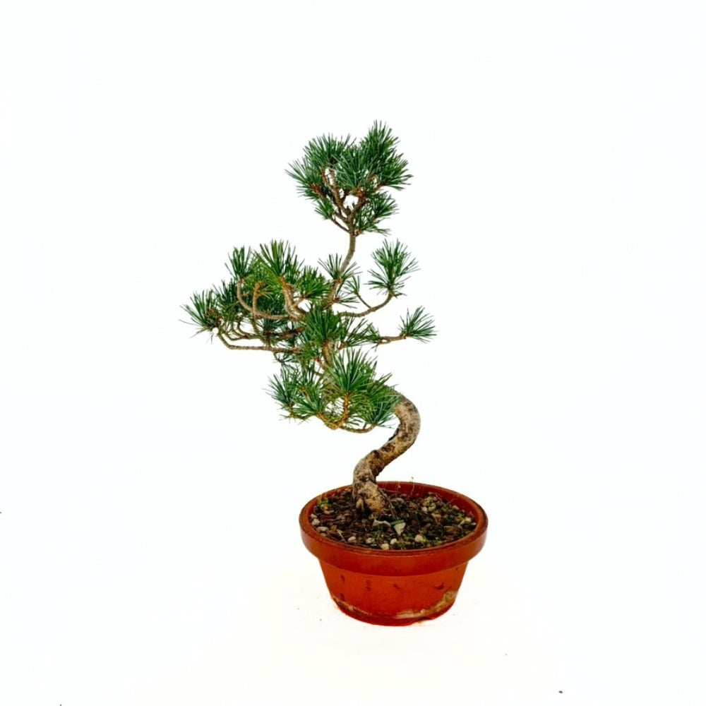 BONSAIページ Pin Bonsai Pentaphilia, Cloud Bonsai | Verdena – VERDENA