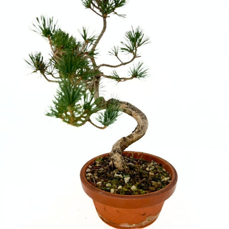 Pin Bonsai Pentaphilia, pin japonez modelat Cloud, vesnic verde, pentru terasa si gradina, rezistent la ger, crestere lenta