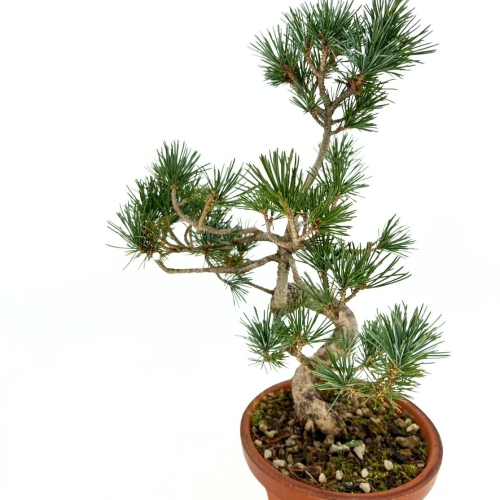 Pin Bonsai Pentaphilia, Cloud Bonsai | Verdena – VERDENA