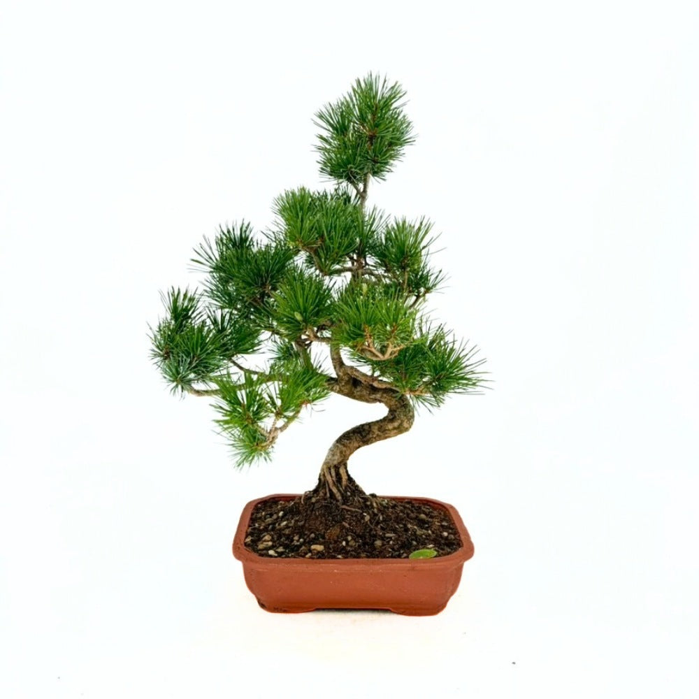 Pin Bonsai Pentaphilia, pin japonez modelat Cloud, vesnic verde, pentru terasa si gradina, rezistent la ger, crestere lenta