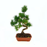 Pin Bonsai Pentaphilia, pin japonez modelat Cloud, vesnic verde, pentru terasa si gradina, rezistent la ger, crestere lenta
