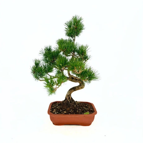 Pin Bonsai Pentaphilia, pin japonez modelat Cloud, vesnic verde, pentru terasa si gradina, rezistent la ger, crestere lenta