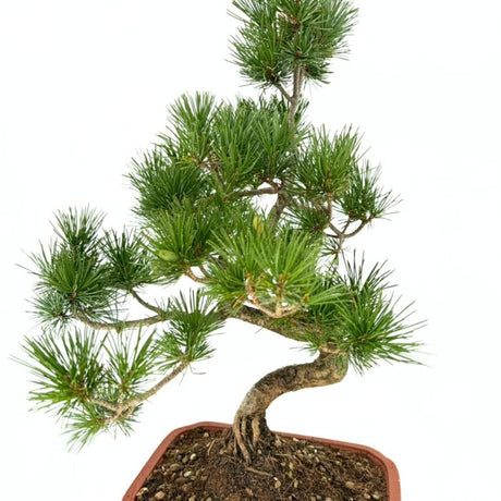 Pin Bonsai Pentaphilia, pin japonez modelat Cloud, vesnic verde, pentru terasa si gradina, rezistent la ger, crestere lenta