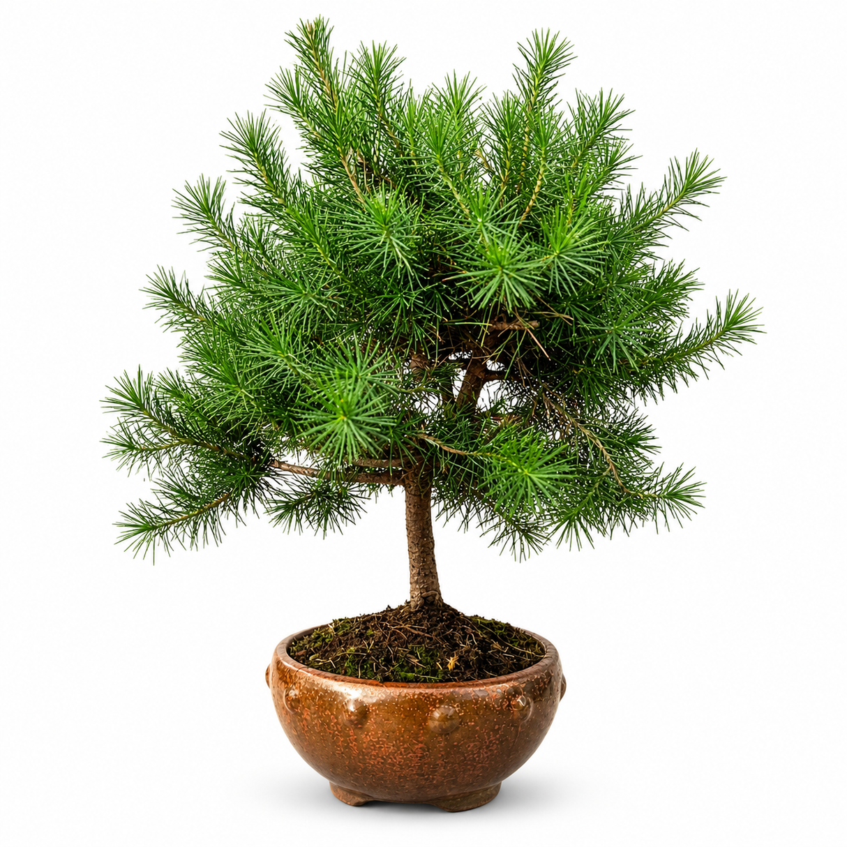 Pin Bonsai de Alep (Halepensis), planta de interior decorativa cu ace verzi dense, conifer miniatural