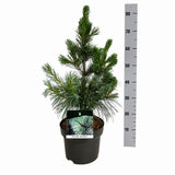 Pin monticola Ammerland, conifer vesnic verde cu ace moi albastre