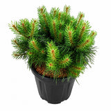 Pin Scotian Blue Pearl, conifer cu ace albastru, compact, vesnic verde