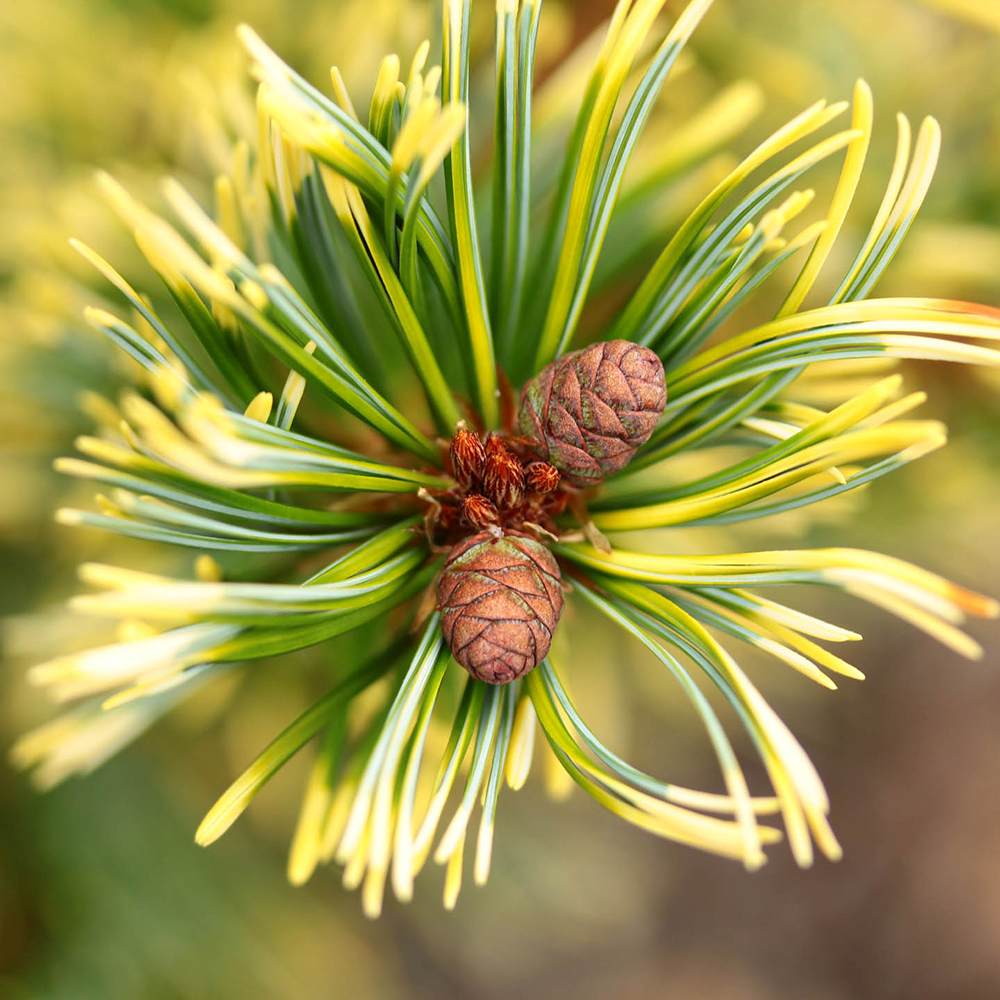 Pin Alb Japonez (Pinus Parvifolia) Goldilocks, cu ace galbene-aurii, ideal pentru bonsai