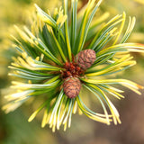 Pin Alb Japonez (Pinus Parvifolia) Goldilocks, cu ace galbene-aurii, ideal pentru bonsai