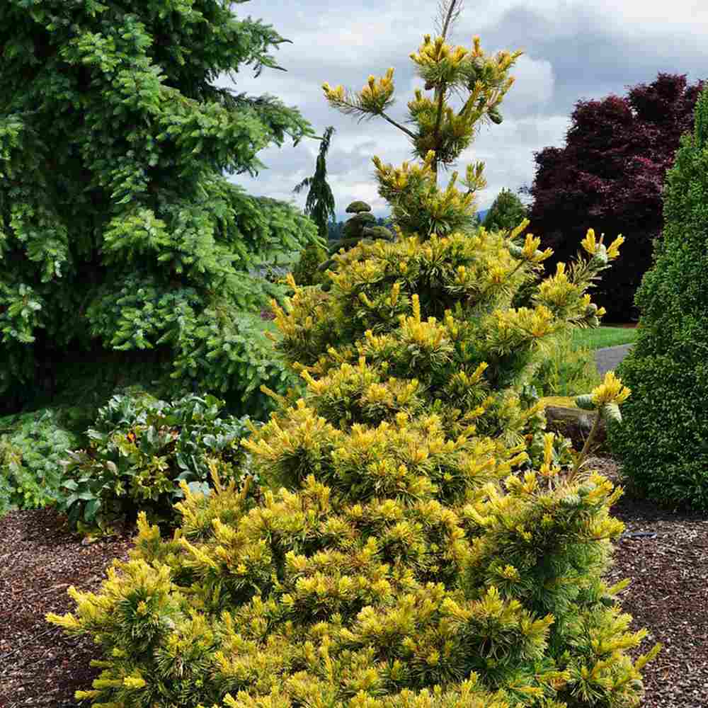 Pin Alb Japonez (Pinus Parvifolia) Goldilocks, cu ace galbene-aurii, ideal pentru bonsai