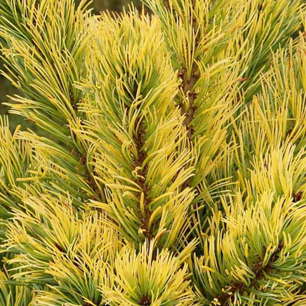Pin Alb Japonez (Pinus Parvifolia) Goldilocks, cu ace galbene-aurii, ideal pentru bonsai