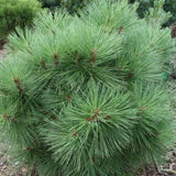 Pin Piramidal jeffreyi Joppi, conifer decorativ compact, vesnic verde, pentru gradina